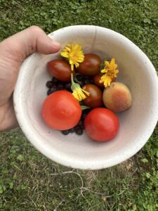 Garden harvest of tomatoes, peaches, and calendula flowers